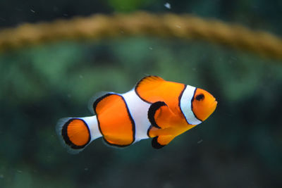 Clown fish swimming