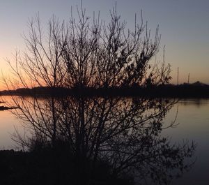 Silhouette of bare trees by lake at sunset