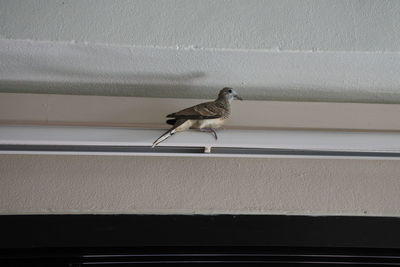 Low angle view of bird perching on wall