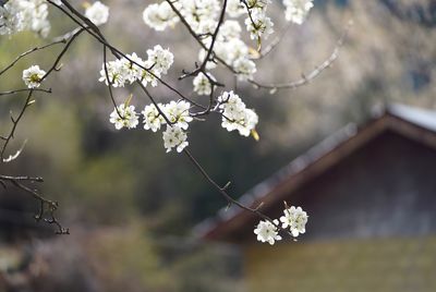 Close-up of cherry blossoms in spring