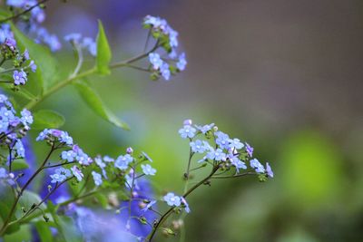 Close-up of purple flowering plant