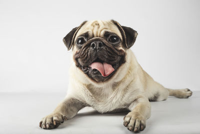 Lovely pug breed dog lying on white background