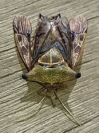 High angle view of butterfly on wood