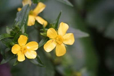 Close-up of yellow flowering plant