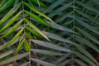 Full frame shot of leaf