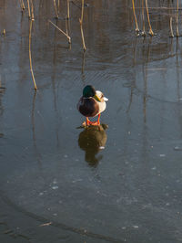 Duck swimming in lake