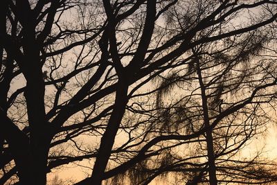 Low angle view of bare trees in forest