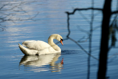Swan swimming in lake