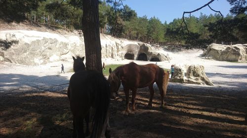 Horses standing in a field