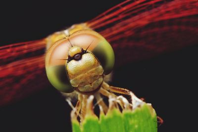 Close-up of insect on leaf