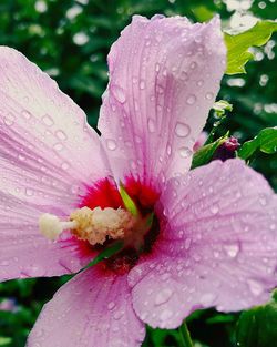 Close-up of wet pink hibiscus blooming outdoors