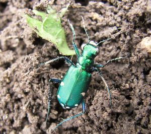 Close-up of insect on soil