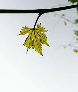 Low angle view of maple leaf against clear sky