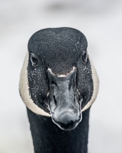 Close-up portrait of a bird