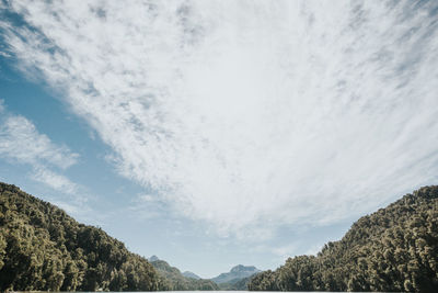 Low angle view of trees against sky