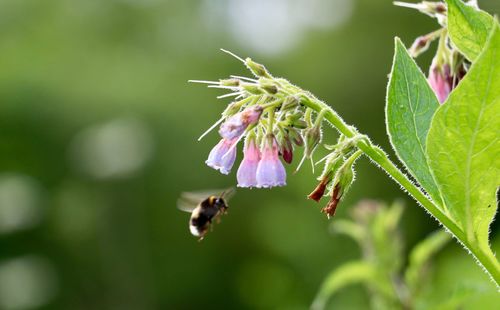 Close-up of bee pollinating on flower