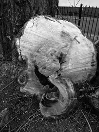 Close-up of tree stump on field