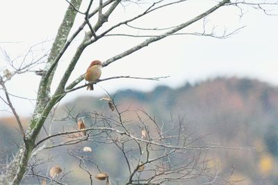 Low angle view of bird perching on tree against sky