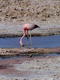 Bird perching on pink water