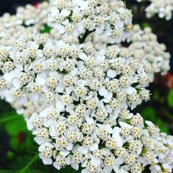 Close-up of fresh white flowers