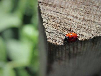 Close-up of ladybug