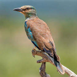 Close-up of bird perching on tree