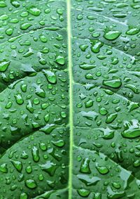 Full frame shot of water drops on glass