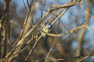 Close-up of bird perching on branch