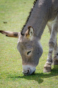 Donkey grazing on field
