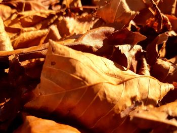 Close-up of dried leaves during autumn