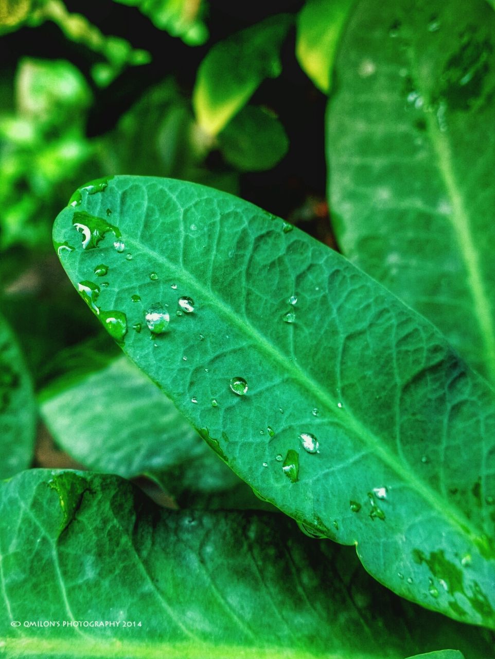 leaf, green color, close-up, leaf vein, drop, nature, water, plant, growth, animal themes, wildlife, wet, one animal, selective focus, focus on foreground, animals in the wild, green, insect, beauty in nature, day