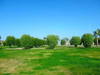 Trees on field against clear blue sky