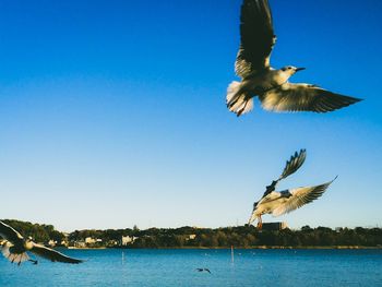 Low angle view of seagulls flying against cloudy sky