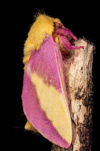 Close-up of multi colored flower