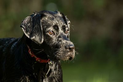Close-up of black dog