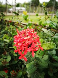 Close-up of red flowers blooming outdoors