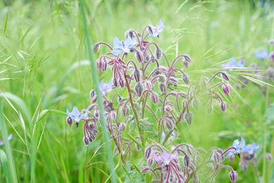 Close-up of flowers