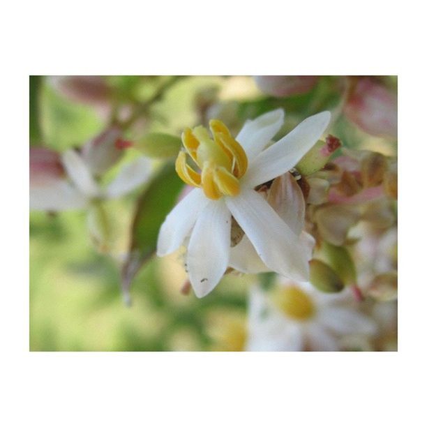 flower, transfer print, petal, freshness, fragility, flower head, growth, beauty in nature, white color, auto post production filter, close-up, nature, blooming, focus on foreground, selective focus, blossom, plant, pollen, in bloom, white