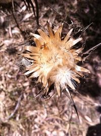 Close-up of dandelion