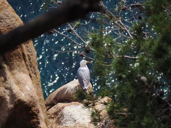 Low angle view of bird perching on branch