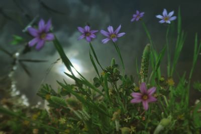 Close-up of purple crocus flowers