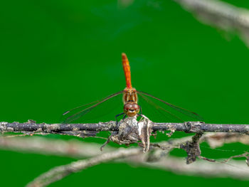 Close-up of insect on branch