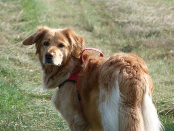 Portrait of dog sitting on field