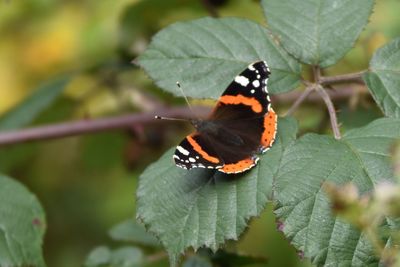 Close-up of butterfly on leaf