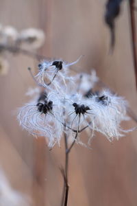 Close-up of wilted dandelion