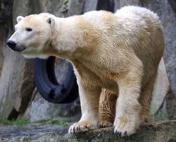 Polar bear on rock formation at zoo