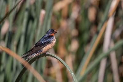 Close-up of swallow perching on plant