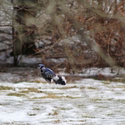 Bird perching on a land