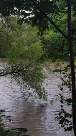 Scenic view of river in forest