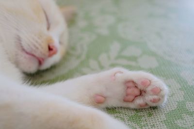 Close-up of a cat